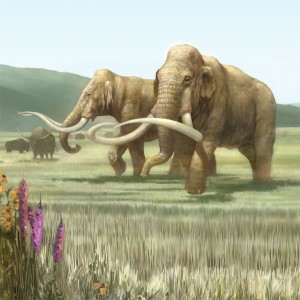 THE WOLLY MAMMOTH: